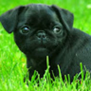 Meet your Posher, Sophia